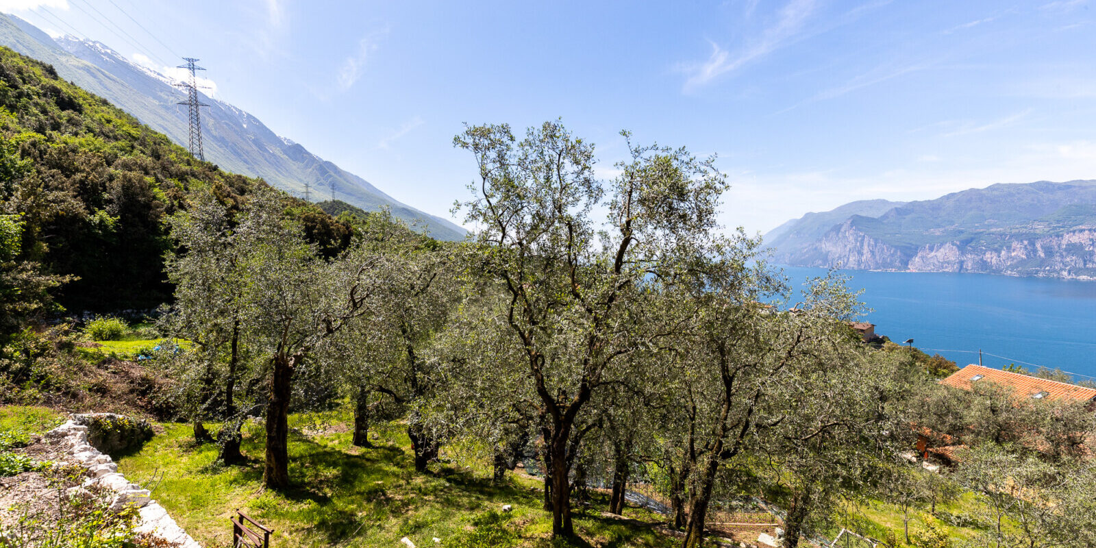 Olivi di Malcesine vista Lago di Garda: Olio extravergine d'oliva