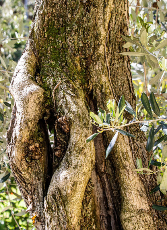 L'Olivo Apartment in Malcesine, Lake Garda