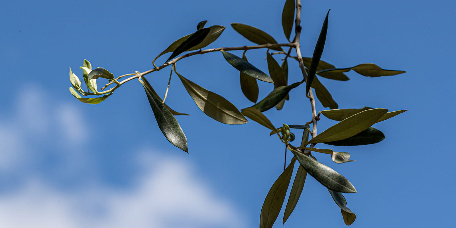 Vendita Olio Oliva Extravergine Malcesine Lago di Garda