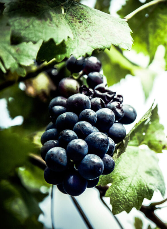 La Vigna Appartamento a Malcesine Lago di Garda